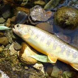 フライ名人とイワナ釣り